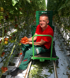 Erntereife Barther Tomaten