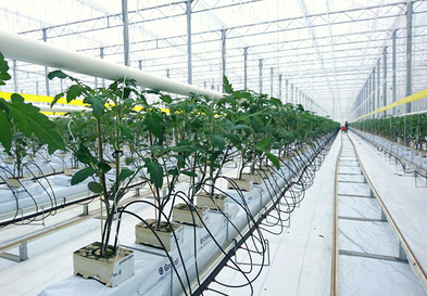 Jetzt brauchen die Pflanzen viel Wärme und Sonne