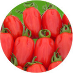 Barther Pflaumentomaten Barther Pflaumentomaten