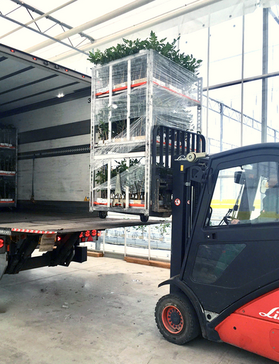 Verladung direkt im Gewächshaus