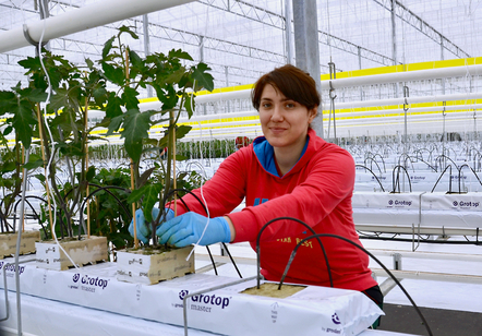 Die jungen Tomatenpflanzen werden mit Wasser versorgt. Die jungen Tomatenpflanzen werden mit Wasser versorgt.